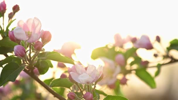 Rosa och vita äppelblommor — Stockvideo