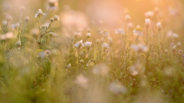 Chamomile flowers meadow at sunset — Stock Video