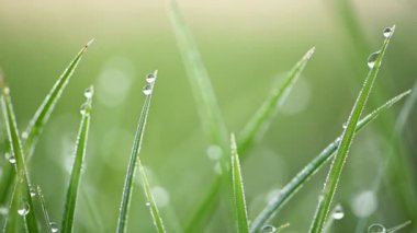 Sabah çiğ ile yeşil çimen