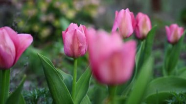İlkbaharda pembe lale