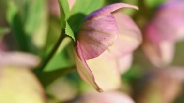 Pembe Yunan çiçeği, Helleborus niger