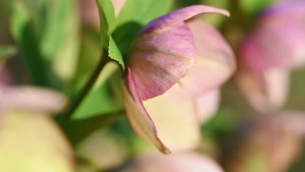 Rosa flor de Hellebore, Helleborus niger — Vídeos de Stock