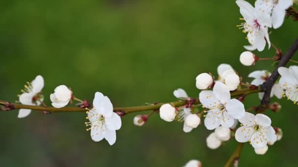 Blossoming cherry tree branch background — Stock Video