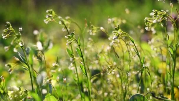 Gros plan sur les fleurs blanches en fleurs — Video