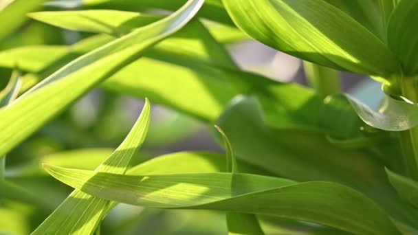 Close-up of lilys green leaves — Stock Video