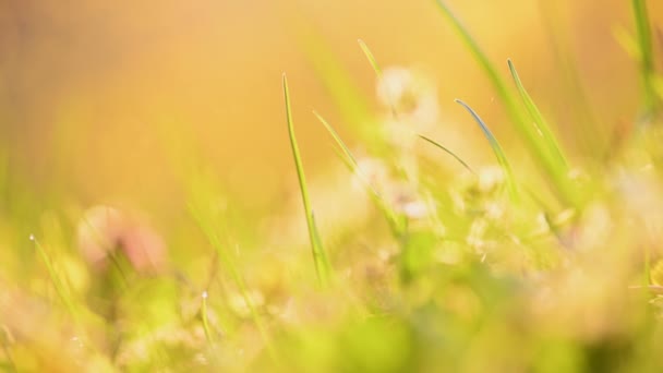 春草和草本植物背景 — 图库视频影像