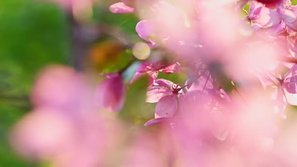 Asian wild crabapple tree blossom. — Stock Video