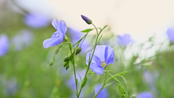 Blue flowers plants flax blooms — Stock Video