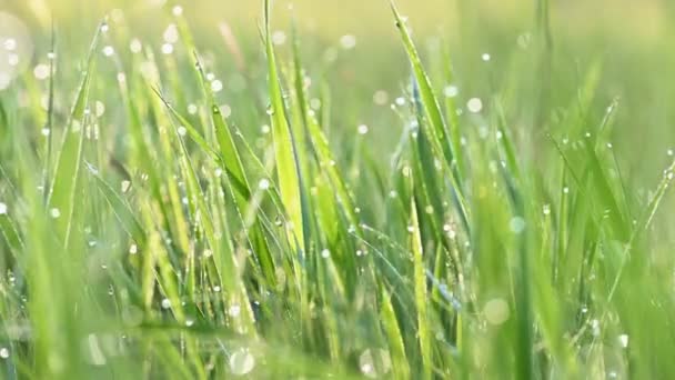 Herbe verte avec rosée du matin