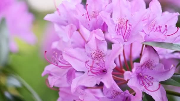 Красивые фиолетовые цветы Азалия Рододендрона — стоковое видео