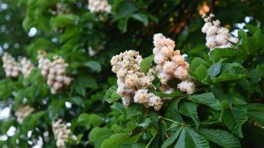 Kestane rengine yakın plan.