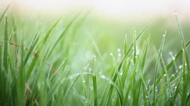 Sabah çiğ ile yeşil çimen