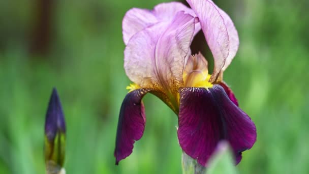 Iris violet en fond de fleur