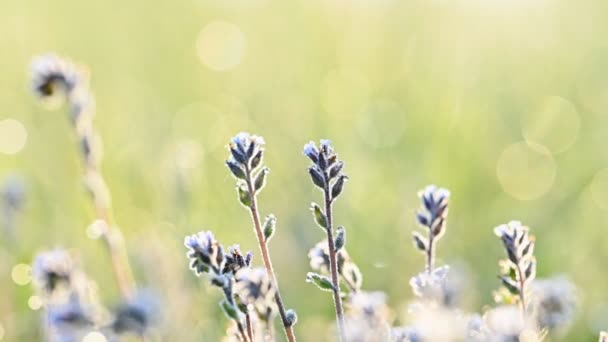 Sommarsol lyser upp blommande äng — Stockvideo