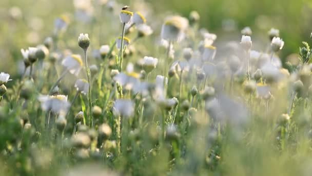 Chamomile flowers meadow close up — Stock Video