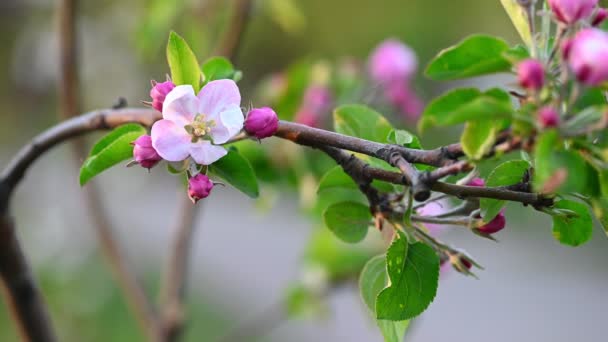Rózsaszín virág az almafán