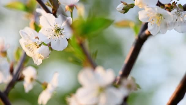 Белый весенний цветок естественный фон — стоковое видео