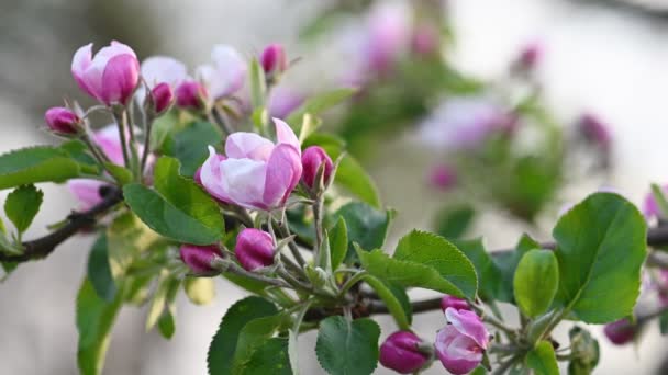 Flor de maçã rosa e branca — Vídeo de Stock