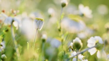 Papatya çiçeği çayırını kapatın