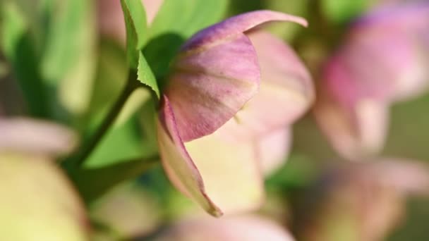 粉红Hellebore花，Helleborus黑鬼 — 图库视频影像