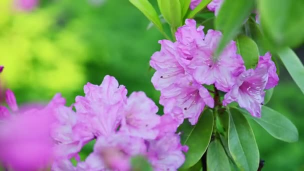 Piękne fioletowe Azaleas Rhododendron kwiaty — Wideo stockowe