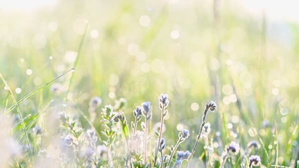 Sol de verano ilumina prado floreciente — Vídeo de stock