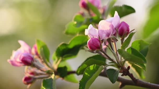 Flor de maçã rosa e branca — Vídeo de Stock