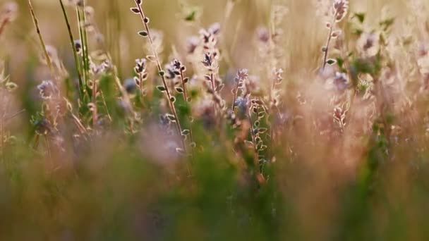 Sommersonnenuntergang erhellt blühende Wiese — Stockvideo