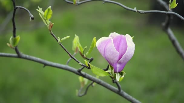 Magnolia blossom on tree branch — Stock Video