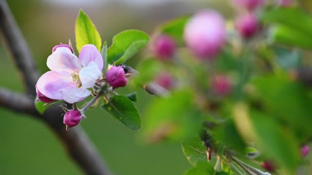 Roze bloesem op appelboom — Stockvideo