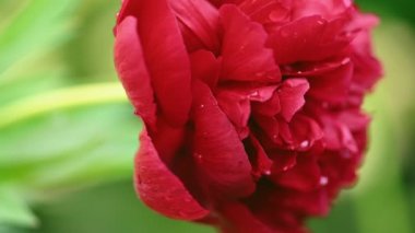 Kırmızı şakayık çiçeği Peeonia Resmi