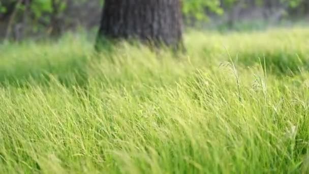 Groen gras onder de boom — Stockvideo