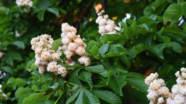 Kestane rengine yakın plan.