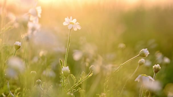 Kamille bloemen weide bij zonsondergang — Stockvideo