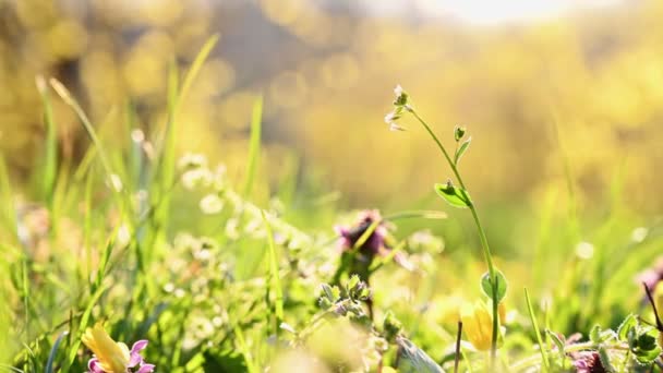 Primavera hierba y flores fondo — Vídeos de Stock