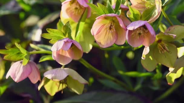 Цветок розового гелифора, Helleborus niger — стоковое видео