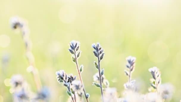 Sol de verano ilumina prado floreciente — Vídeo de stock