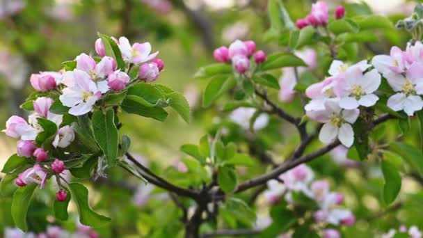 Rosa und weiße Apfelblüte — Stockvideo