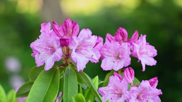 Güzel mor Azaleas Rhododendron çiçekleri — Stok video