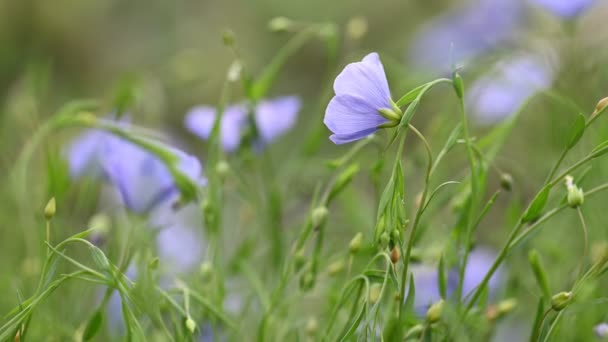 Blå blommor växter lin blommar — Stockvideo