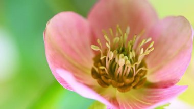 Pembe Yunan çiçeği, Helleborus niger