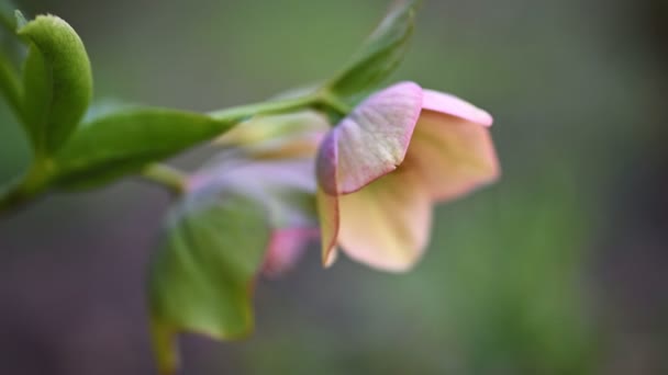 粉红Hellebore花，Helleborus黑鬼 — 图库视频影像