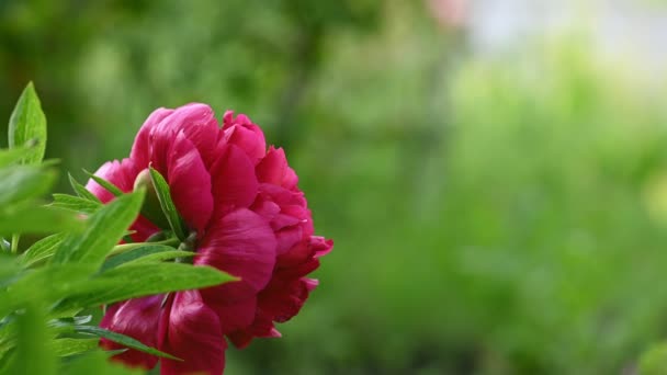 Czerwony kwiat piwonii Paeonia Officinalis — Wideo stockowe