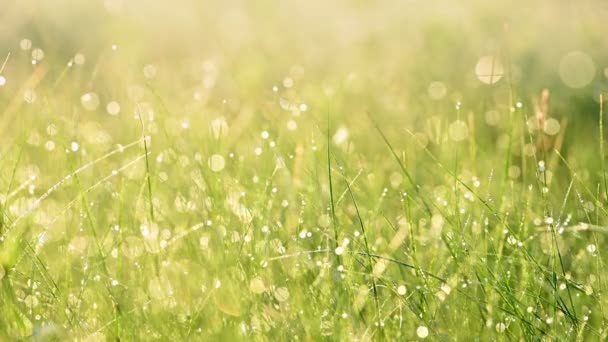 Herbe verte avec rosée du matin — Video