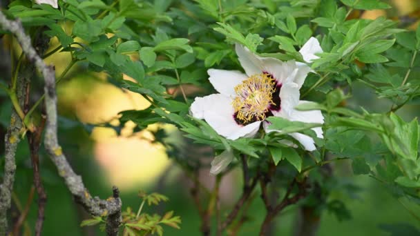 Blooming tree peony Paeonia rockii — Stock Video