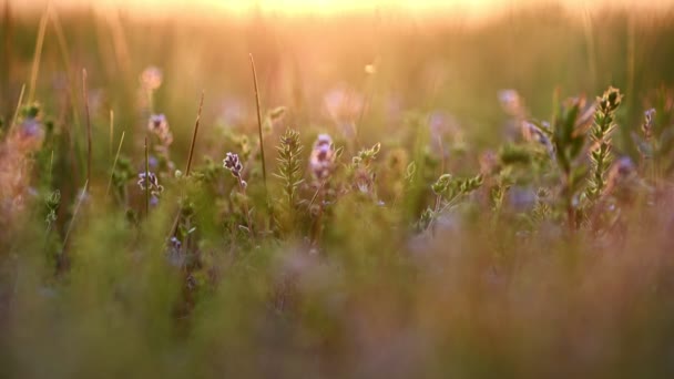 Zomer zonsondergang verlicht bloeiende weide — Stockvideo