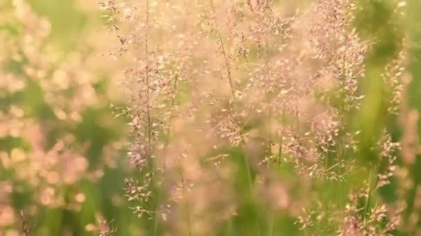 Goldene Graswiese bei Sonnenaufgang — Stockvideo