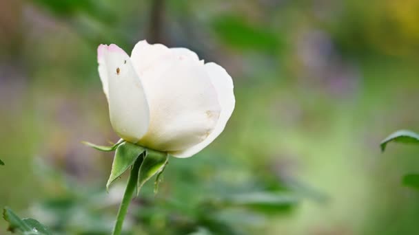 White rose in the garden — Stock Video