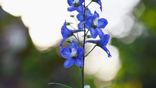 Blooming violet delphinium flower closeup — Stock Video