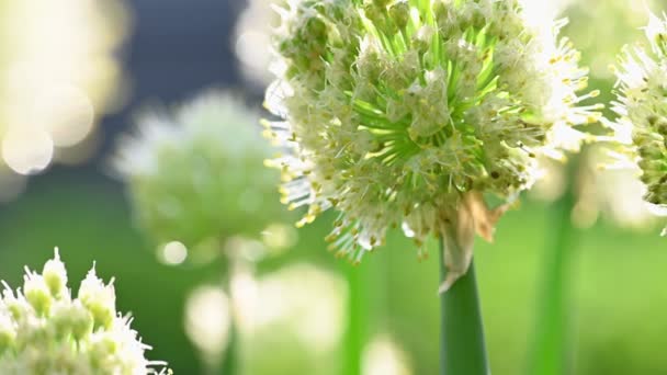 Bílé Allium kruhové květiny close-up — Stock video